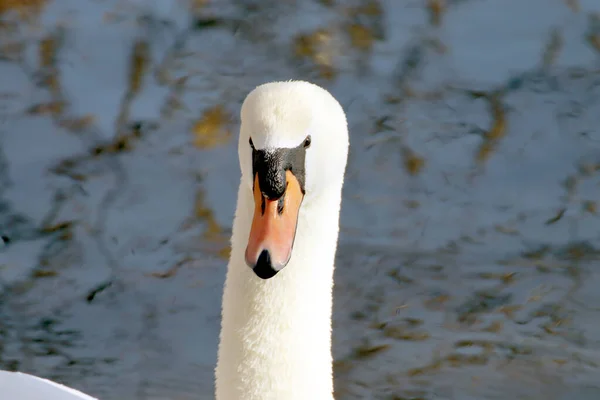 森の中の池の表面に浮かぶ白鳥のクローズアップ — ストック写真