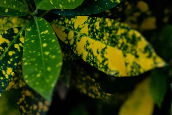 Primer Plano Del Laurel Japonés Variegata Aucuba Japonica — Foto de Stock