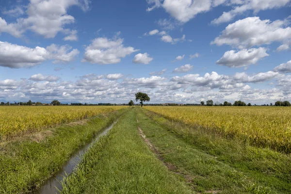 Une Vue Naturelle Petit Ruisseau Milieu Champ Campagne — Photo