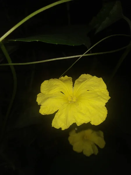 Крупный План Красивого Желтого Цветка Отраженного Воде Захваченной Ночью — стоковое фото