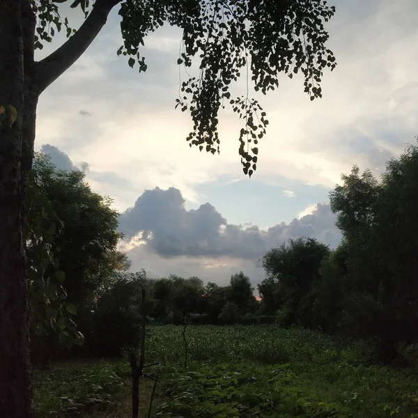 Beau Plan Arbres Feuilles Vertes Dans Champ Ciel Nuageux Coucher — Photo