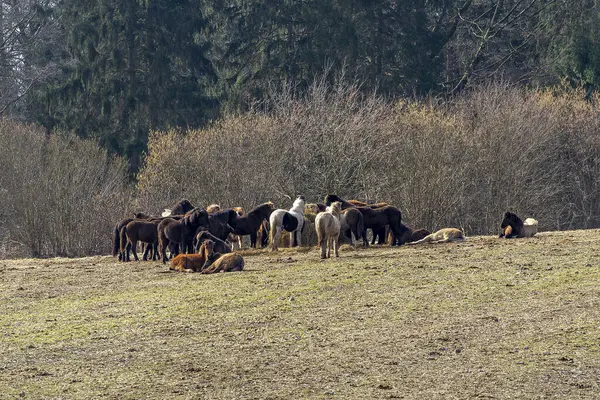 Uma Bela Vista Cavalos Grama Campo Dia Sombrio — Fotografia de Stock