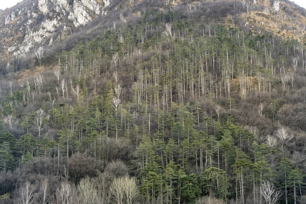 Ένα Ορεινό Δάσος Ψηλά Όμορφα Ημίγυμνα Πράσινα Δέντρα Στην Επαρχία — Φωτογραφία Αρχείου