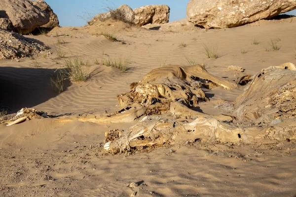 Rozłożone Nadużywane Nogi Związane Kości Wielbłąda Suchej Pustyni Arabskiej Czystym — Zdjęcie stockowe
