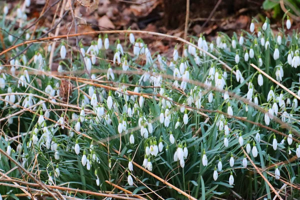 Een Prachtig Shot Van Sneeuwdruppel Clusters Bloeien Par — Stockfoto