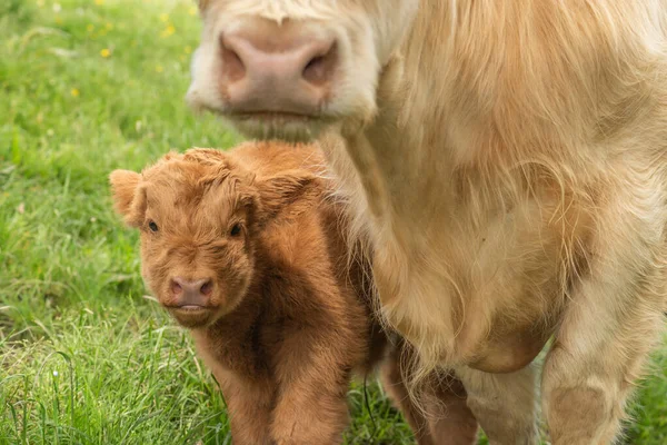 Closeup Shot Brown Highland Baby Cow Mother Field Looking Camera — Stock Photo, Image