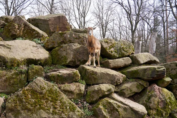 Коза Стоїть Гострих Мохоподібних Скелях Оточених Безлистяними Деревами Зоопарку — стокове фото