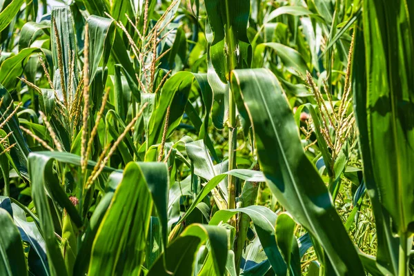 Solljus Över Ett Grönt Majsfält Som Växer Detalj Grön Majs — Stockfoto