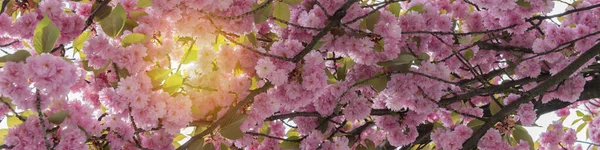 Прекрасний Вид Рожеві Квіти Ростуть Гілках Дерева Сонячний Весняний День — стокове фото