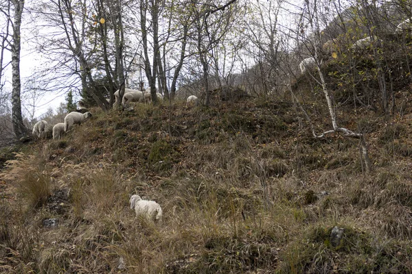 Schöne Aufnahme Einer Schafherde Die Auf Dem Bergfeld Weidet — Stockfoto