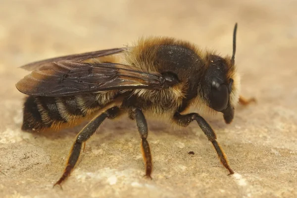 Een Macro Shot Van Een Vrouwelijke Bladsnijder Bij Megachile Pyrenaica — Stockfoto