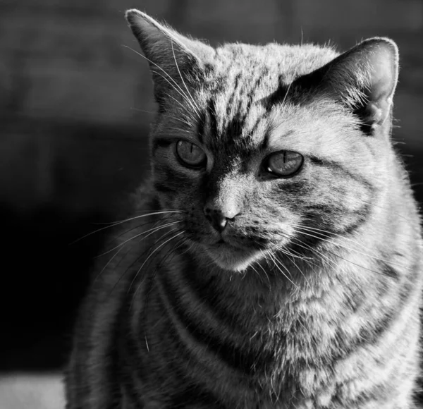 Šedivý Záběr Kočky Nápadnýma Očima — Stock fotografie