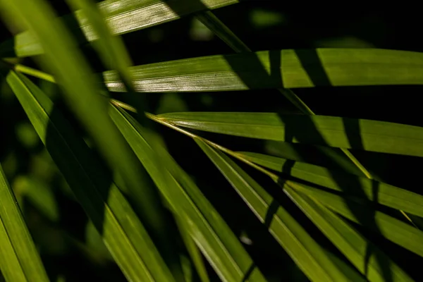 Крупный План Зеленых Листьев Растений Темном Фоне — стоковое фото