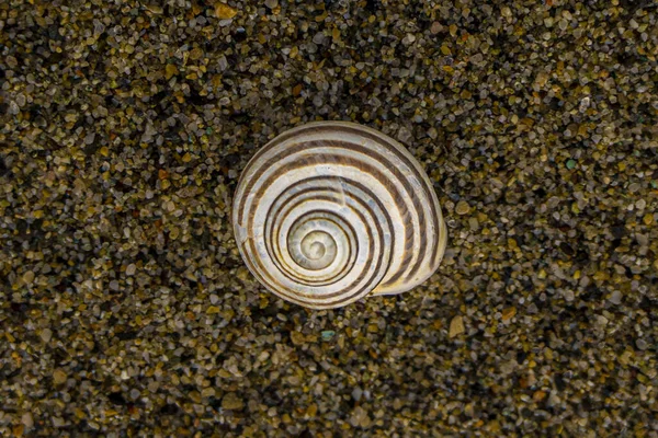 Tiro Perto Uma Bela Concha Uma Areia — Fotografia de Stock