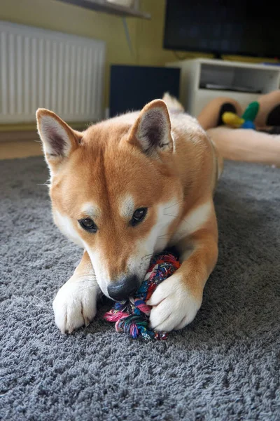 Tiro Vertical Bonito Shiba Inu Brincando Com Brinquedo Mastigação Tapete — Fotografia de Stock