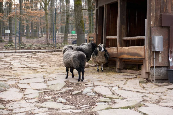 Flock Sheep Zoo Old Bricks Ground Wooden Cages Next Them — 스톡 사진