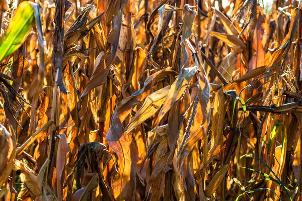 Een Close Shot Van Rijpe Droge Maïs Stengels Met Gouden — Stockfoto