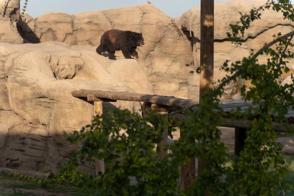 ドバイの大きな岩の上を歩く黒いクマの眺めサファリパーク — ストック写真