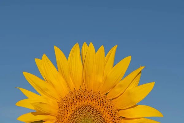Красивый Вид Подсолнухи Растущие Поле Солнечный Летний День — стоковое фото