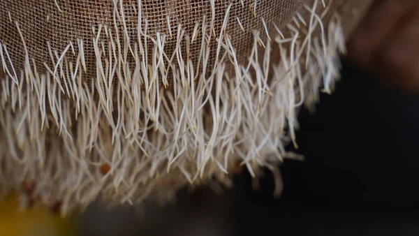 健康的で新鮮な発芽したレンズ豆の白い根の閉鎖 — ストック写真