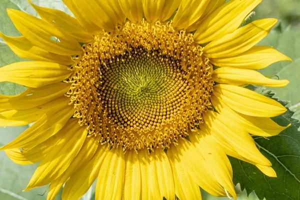 Макросхема Цвітіння Соняшнику — стокове фото
