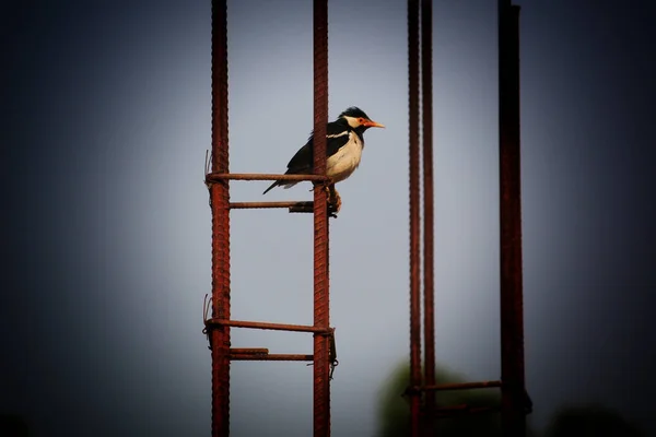 Closeup Pied Myna Bird Perched Rusty Pole — Stock Photo, Image