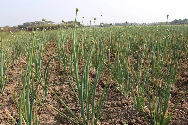 Growing Green Onion Plants Field Countryside — 스톡 사진