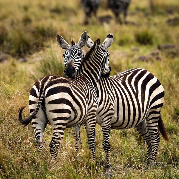 Zebre Der Masaimara Kenia — Foto Stock