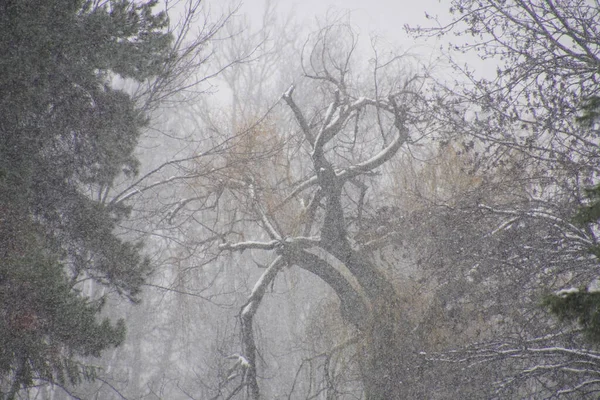 Árbol Tormenta Nieve Parque Herastrau Parque Rey Mihai Día Invierno — Foto de Stock