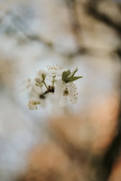 Primer Plano Hermosas Flores Cerezo Blanco Sobre Fondo Borroso —  Fotos de Stock