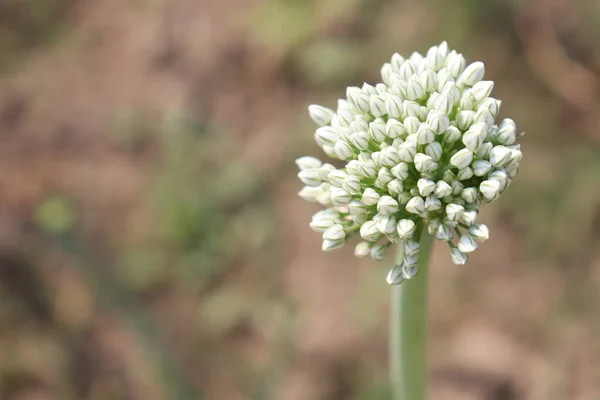 Selective Focus Blossomed White Flower Head Onion Field — Stock Photo, Image