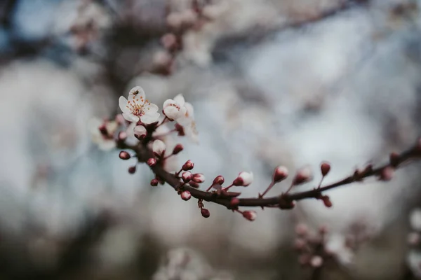Gorgeous Selective Focus Shot White Spring Flower Blossoming End Twig — Stock Photo, Image