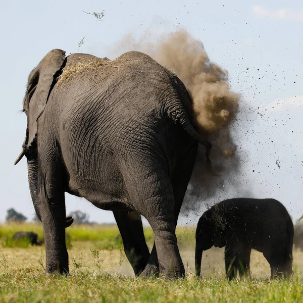 Babyelefant Mit Mutter Chobe Natinalpark — Stock Photo, Image