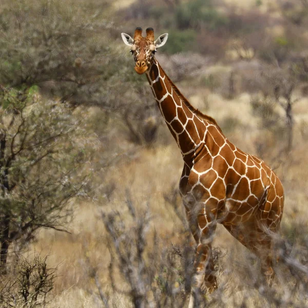 Netzgiraffenfoto Samburu Kenia Wildlife — Stockfoto