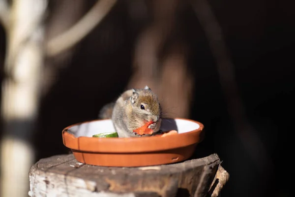 Eine Maus Beim Essen Zoo Neuwied — Stockfoto