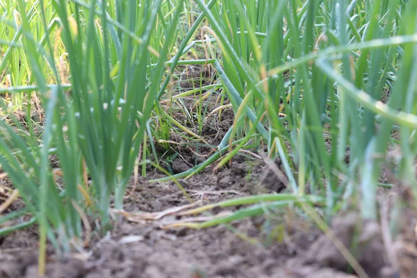 Den Växande Gröna Lök Växter Fältet Landsbygden — Stockfoto