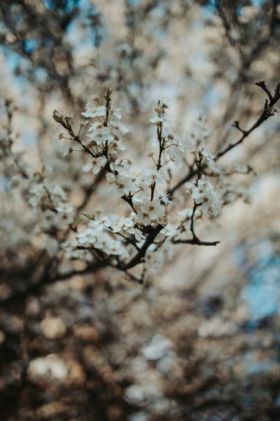 Blackthorn Tree Branch Blooming Flowers — 스톡 사진