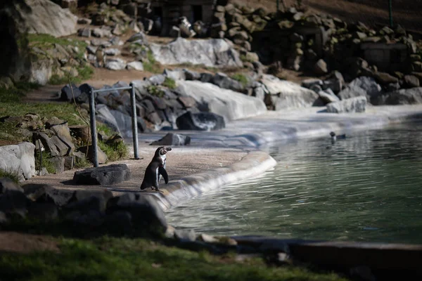 Pinguin Zoo Neuwied Wasser — Foto Stock