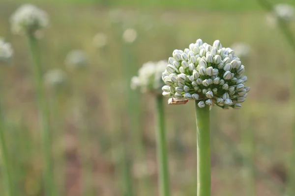 Вибірковий Фокус Квітучої Білої Квіткової Голови Цибулі Полі — стокове фото