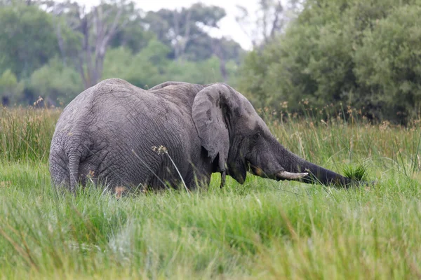 Elefant Hohen Sumpfgras Beim Fressen — Fotografia de Stock