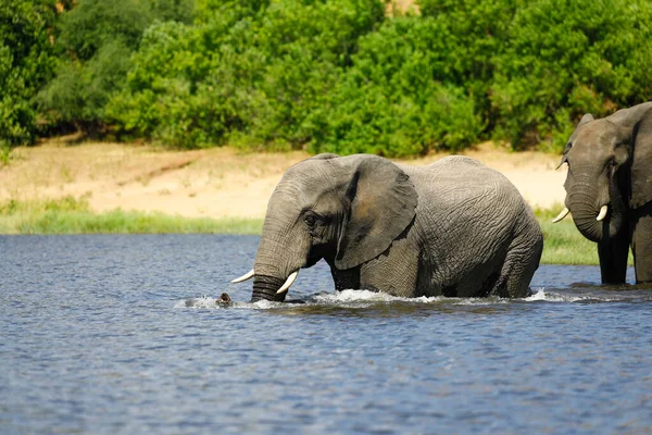 Elefant Chobe Nationalpark Beim Baden Wasser — Foto de Stock