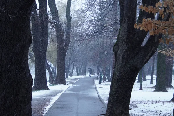 Parque Beco Inverno Parque Herastrau Bucareste Roménia Tempestade Nevasca Snowin — Fotografia de Stock