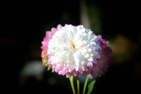Primer Plano Una Flor Dalia Blanca Creciendo Jardín —  Fotos de Stock