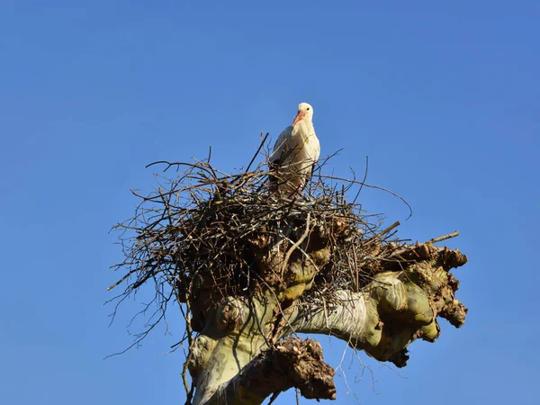 Eine Aufnahme Eines Vogels Nest Mit Himmel Hintergrund — Stockfoto