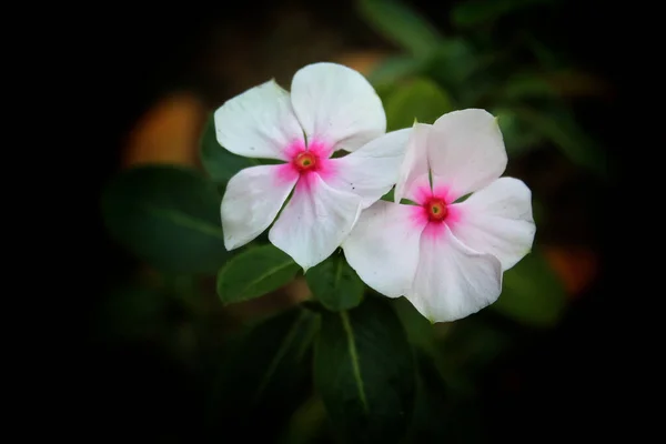 Gros Plan Fleurs Pervenche Cap Fleurissant Dans Jardin — Photo