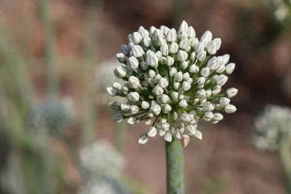 Selective Focus Blossomed White Flower Head Onion Field — 스톡 사진