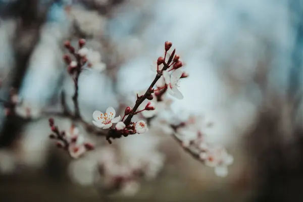 Closeup Shot Branch Beautiful White Cherry Blossom Garden — Stock Photo, Image