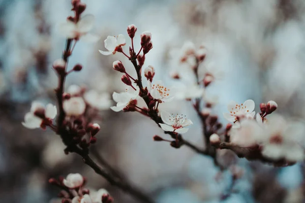 背景がぼやけて美しい白い桜の花のクローズアップ — ストック写真