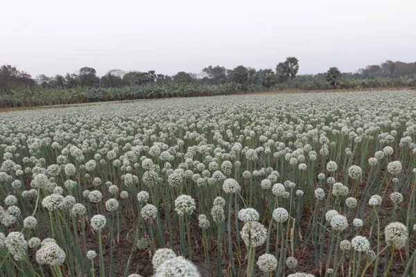 Blossomed White Flower Heads Onions Field — 스톡 사진