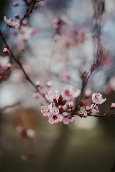 Ein Selektiver Fokus Der Kirschblüte Auf Einem Ast Vor Verschwommenem — Stockfoto